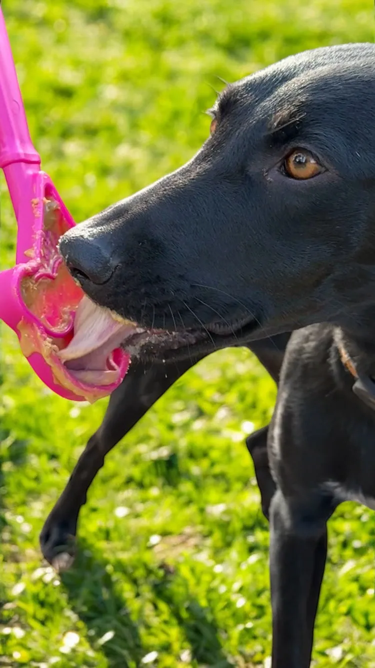 Lick Stick Hand-Held Interactive Enrichment Toys