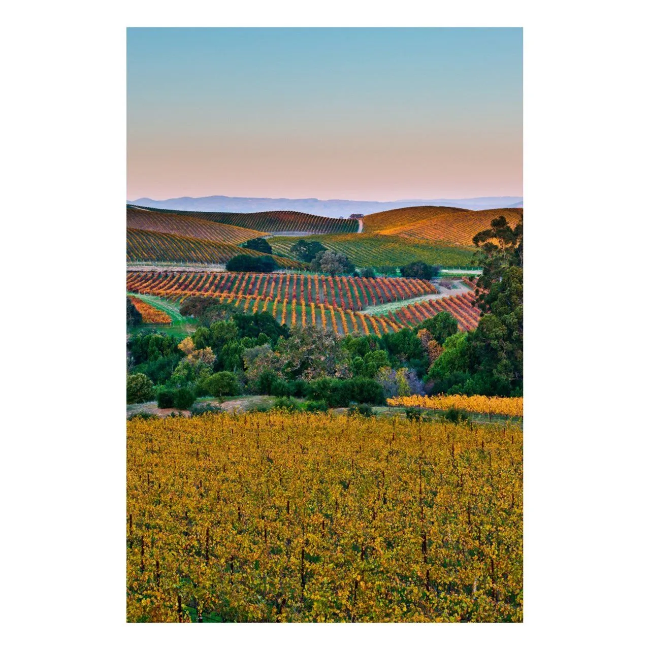 "Chromatic Valley" | Vineyard Photography Print