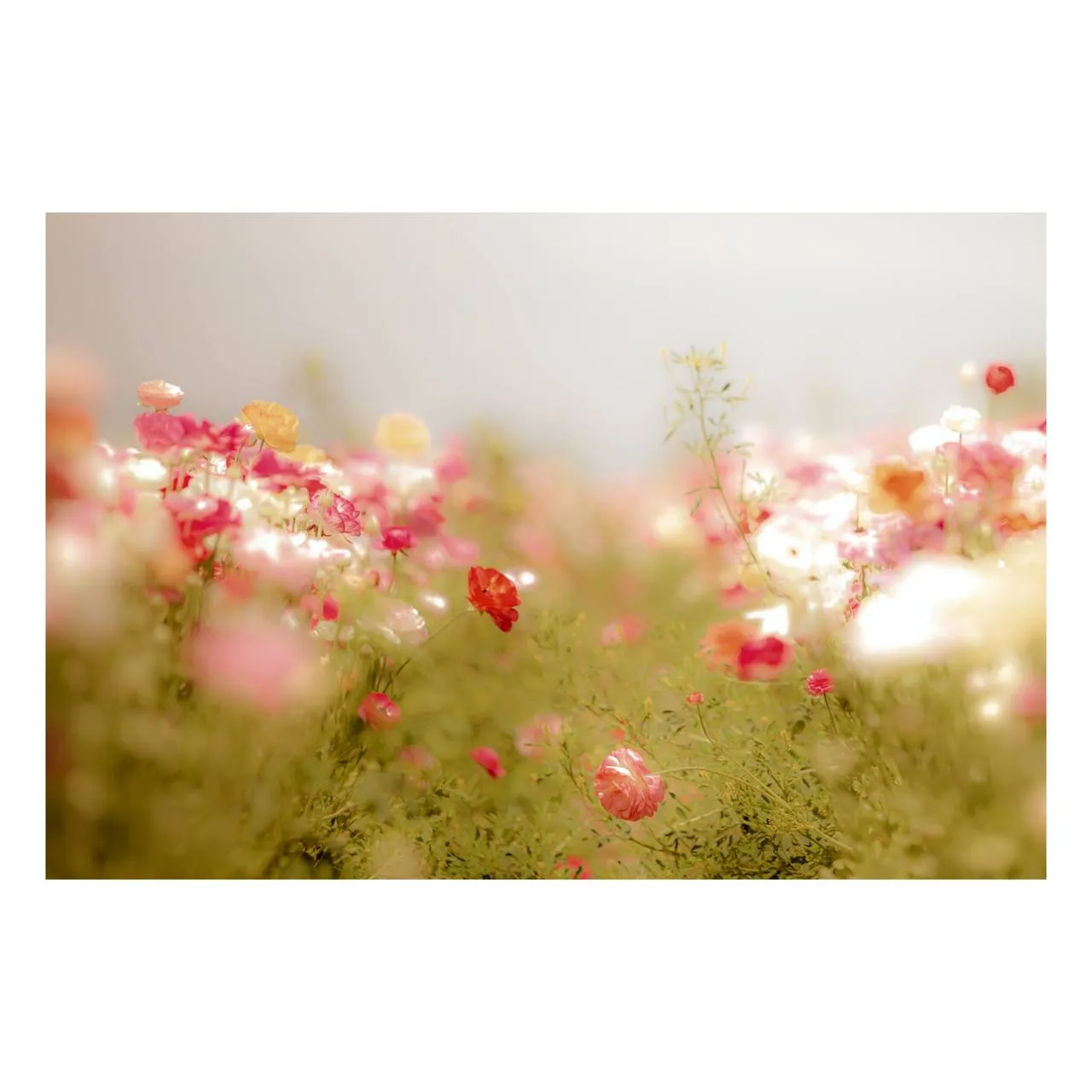 "Delicate Florals" | Nature Photography Print