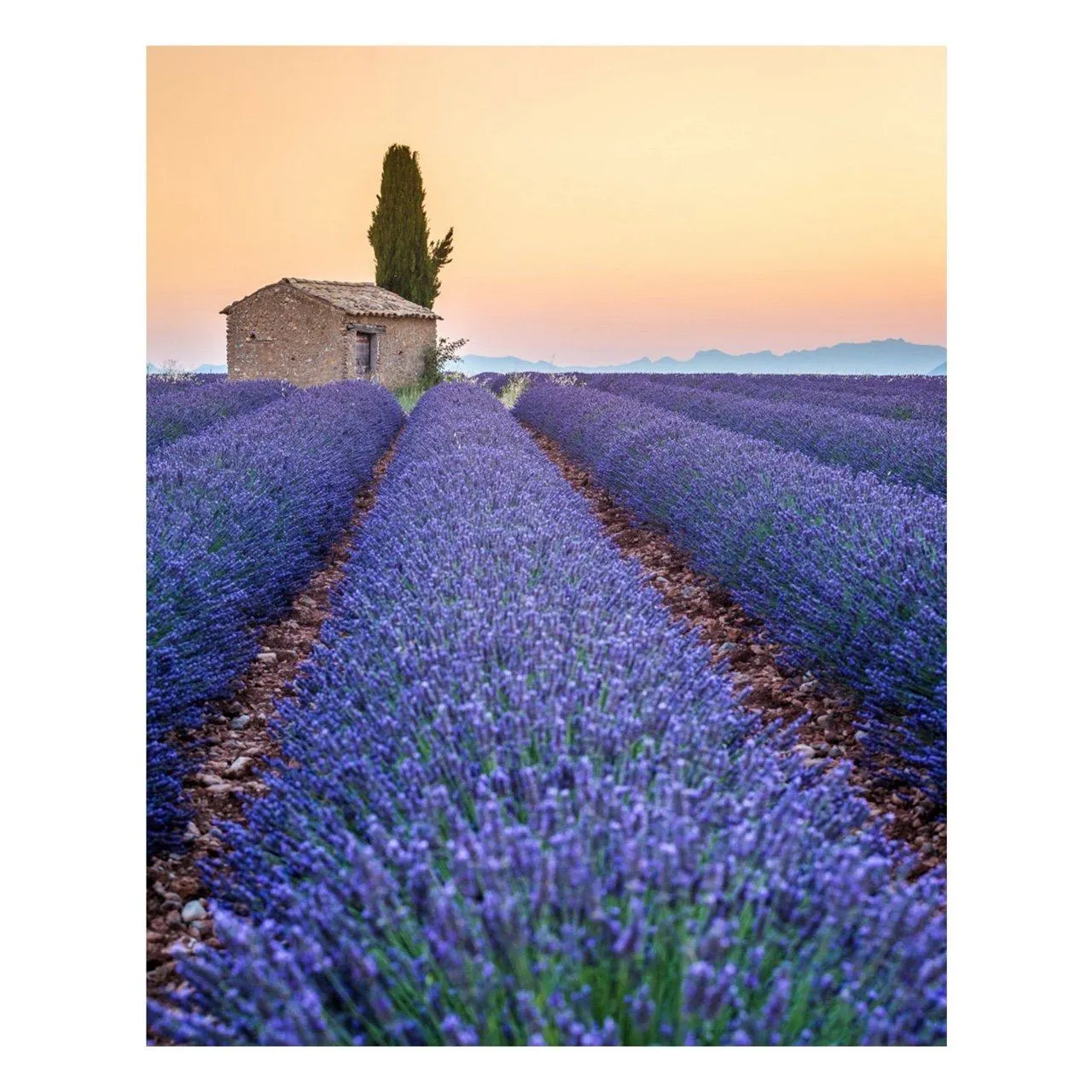 "Stripes of Lavender" | Matted Print